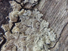 Hypotrachyna imbricatula