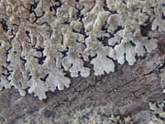 Hypotrachyna imbricatula