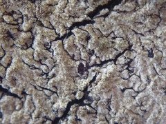 Hypotrachyna imbricatula