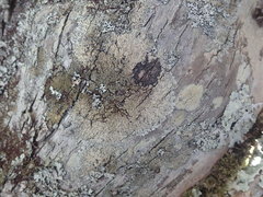 Hypotrachyna imbricatula