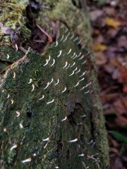Coccomyxa