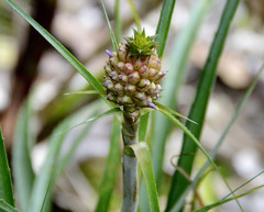Ananas comosus microstachys