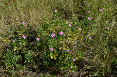 Catharanthus roseus