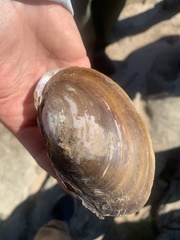 Potamilus streckersoni