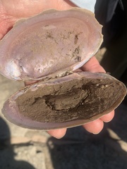 Potamilus streckersoni