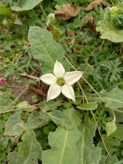 Jaborosa runcinata