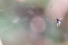 Argyrodes argyrodes
