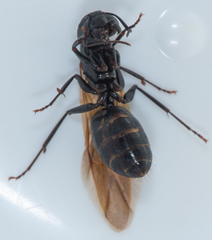 Camponotus laevigatus