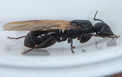 Camponotus laevigatus