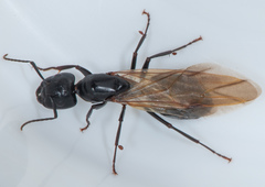 Camponotus laevigatus