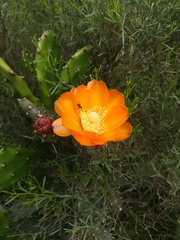 Opuntia rioplatense