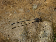Philogenia leonora