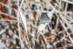 Zizeeria knysna