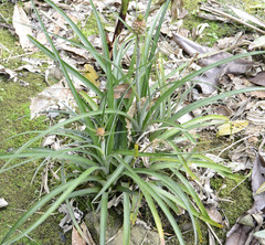 Ananas comosus microstachys