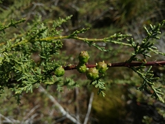 Cupressus pygmaea