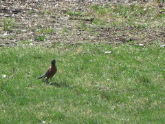 Turdus migratorius