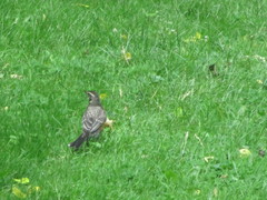 Turdus migratorius
