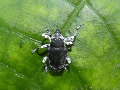 Peridinetus irroratus