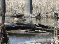 Branta canadensis
