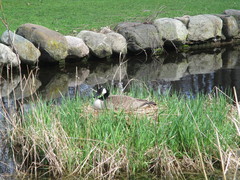 Branta canadensis