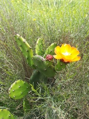 Opuntia rioplatense