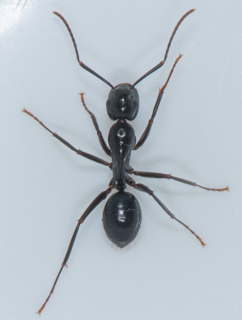Hairless Smooth Carpenter Ant