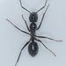 Camponotus laevigatus - Photo (c) Don Loarie, algunos derechos reservados (CC BY), uploaded by Don Loarie