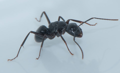 Camponotus laevigatus