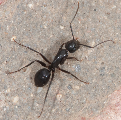 Hairless Smooth Carpenter Ant photo 5