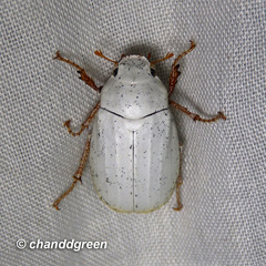 Cyphochilus apicalis