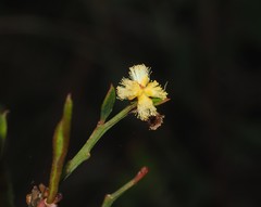 Acacia myrtifolia