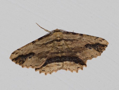 Waved Umber, 85000 La Roche-sur-Yon, France, photo 7 of 10
