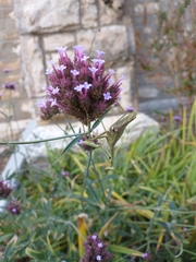 Stagmomantis carolina