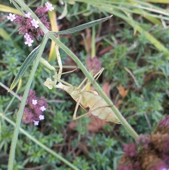 Stagmomantis carolina