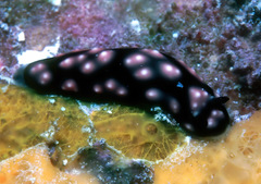 Pustulose Wart Slug