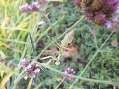 Stagmomantis carolina