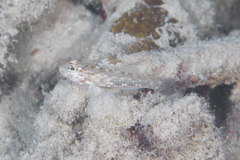 Fusigobius melacron