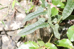 Parsonsia fulva