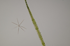 Sphaerozosma