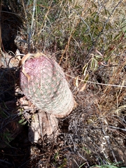 Echinocereus pectinatus rutowiorum