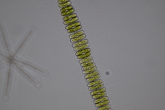 Sphaerozosma