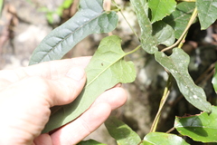 Parsonsia fulva