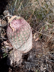 Echinocereus pectinatus rutowiorum