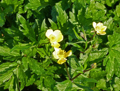 Ranunculus orthorhynchus