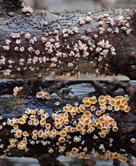 Lachnellula agassizii