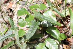 Parsonsia fulva