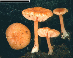 Laccaria tortilis