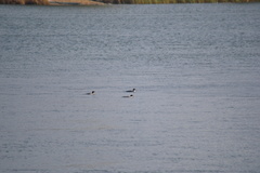 Mergus merganser