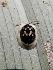 Aslamidium semicirculare