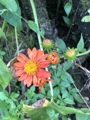 Cumming's Ragwort (Pseudogynoxys cummingii)